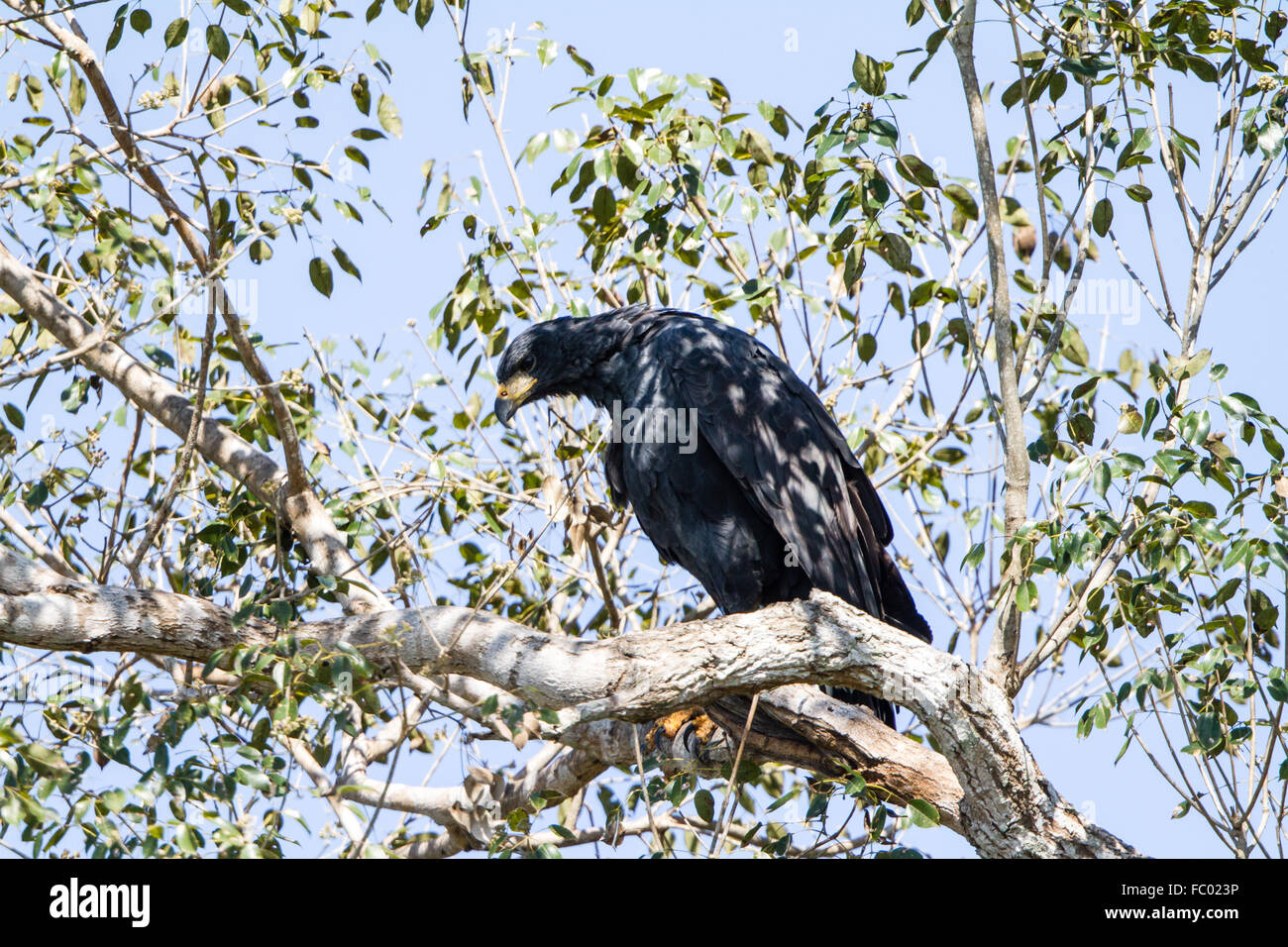Great black hawk Stock Photo Alamy