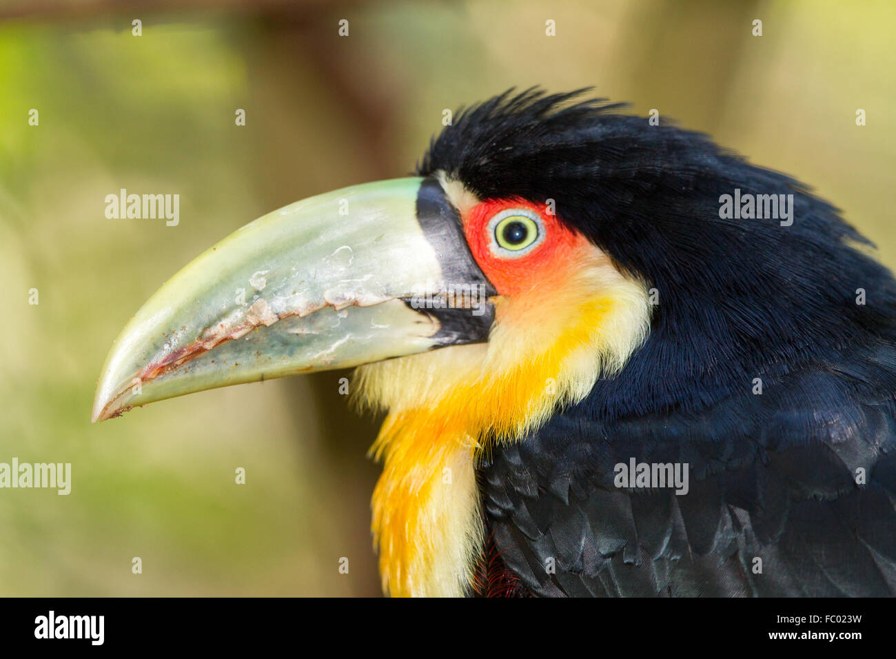Green-billed toucan Stock Photo