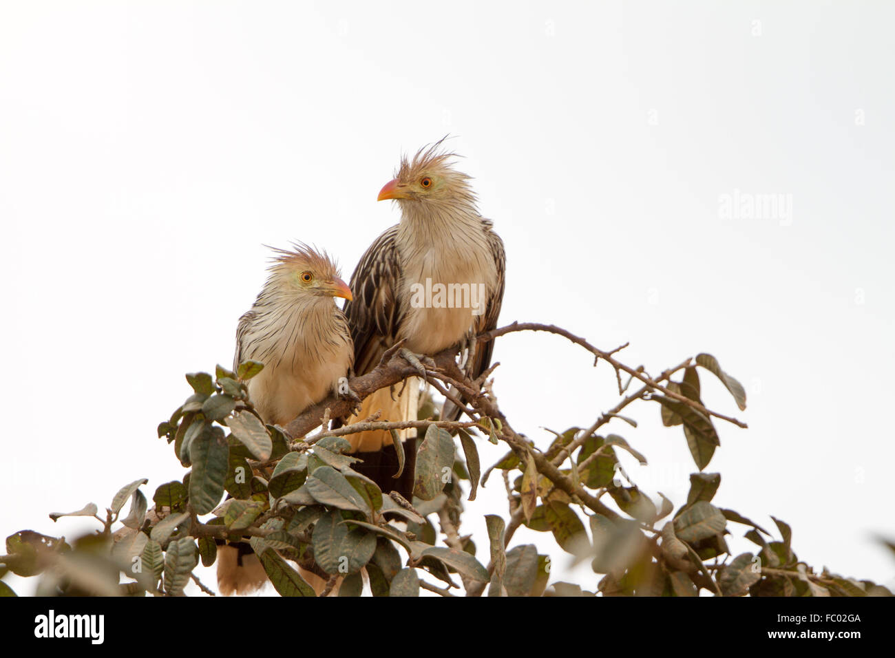 Guira cuckoo Stock Photo