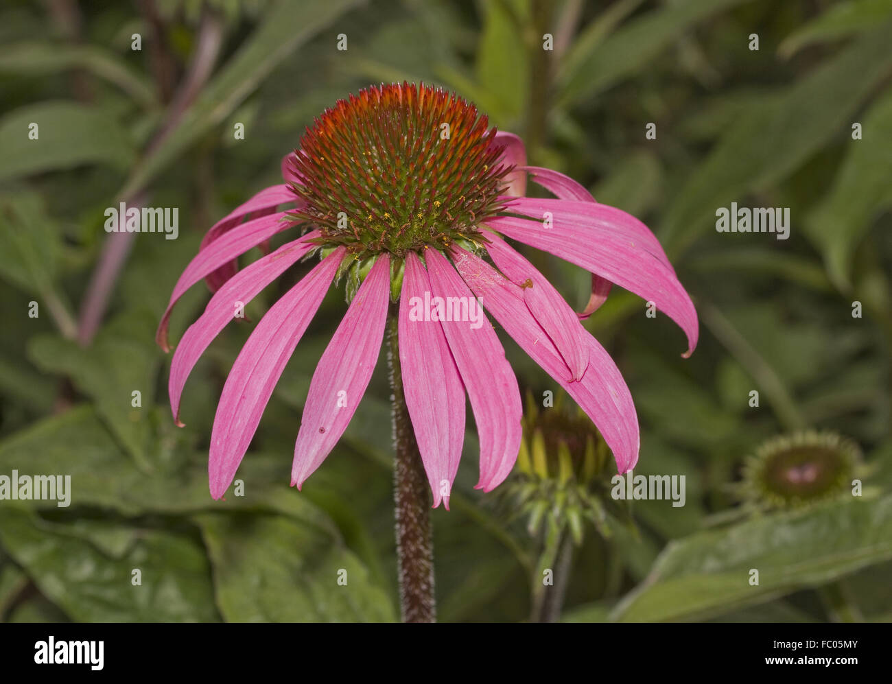 Eastern purple coneflower Stock Photo