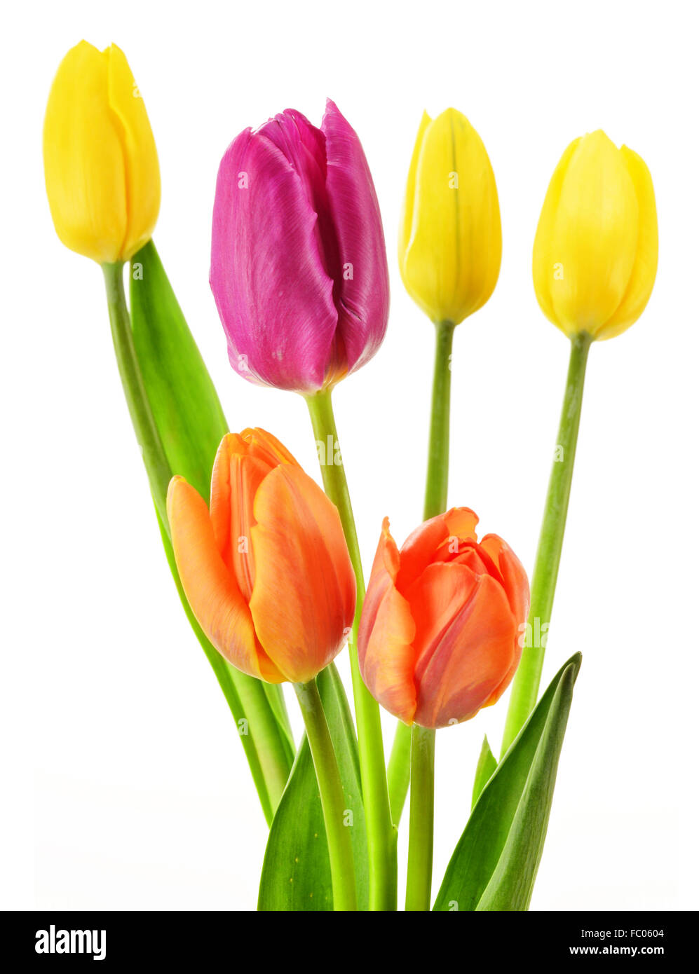 Bouquet of tulips on white background. Tulipa Stock Photo - Alamy