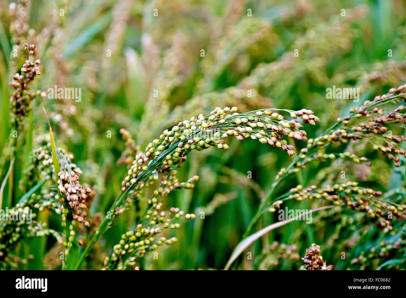 Millet stalks green Stock Photo Alamy