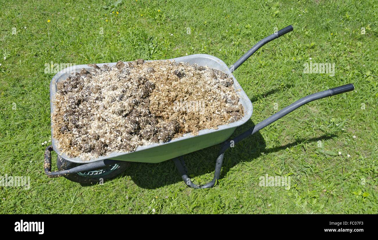 wheel barrow with horse manure Stock Photo - Alamy