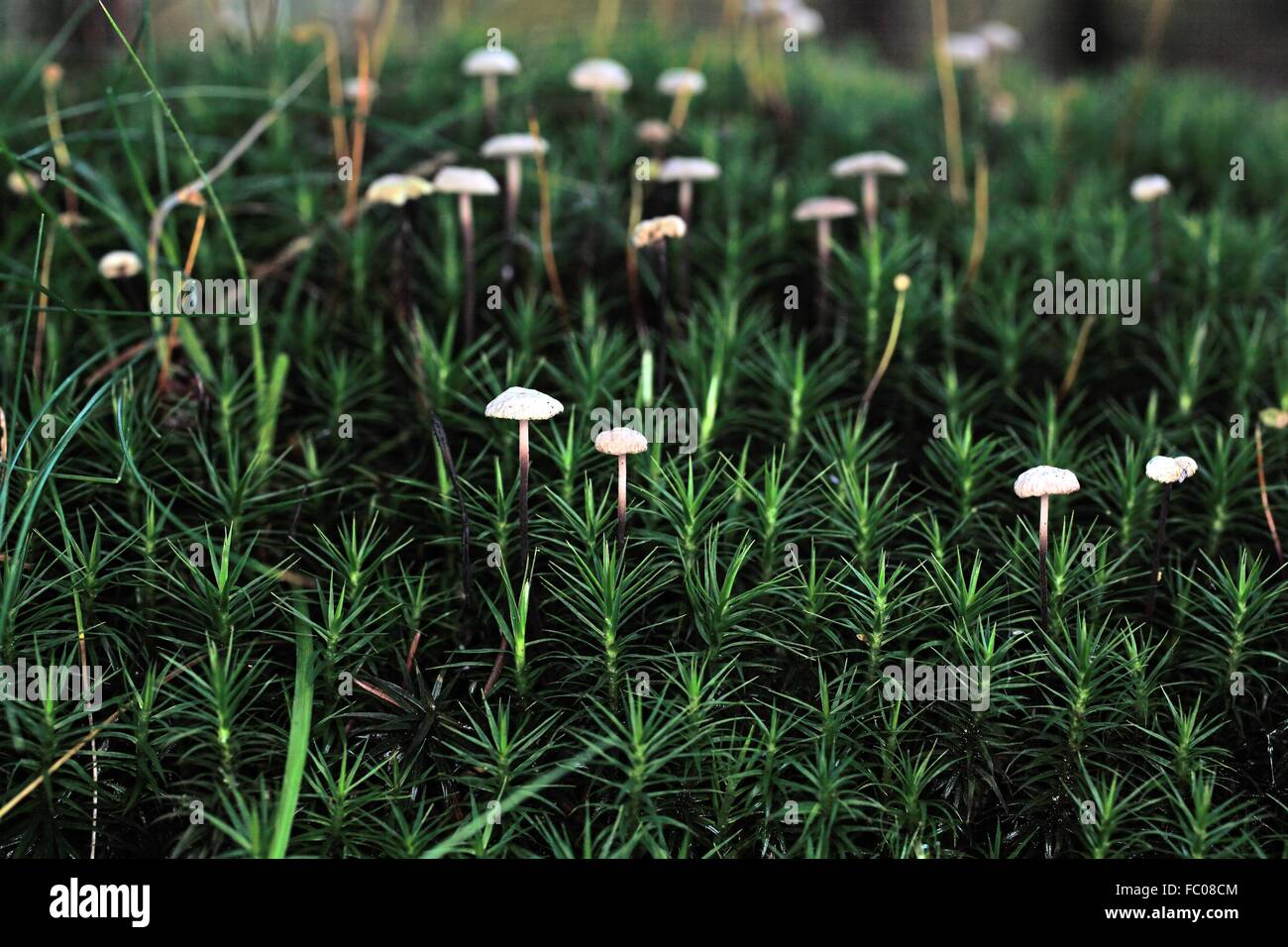 Pilze im Moos Stock Photo