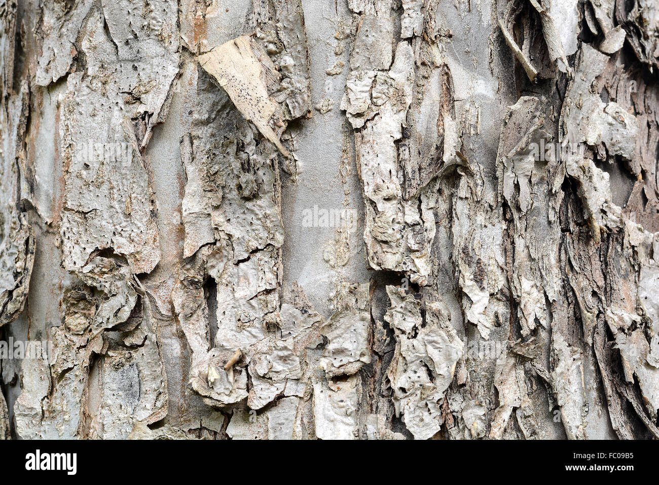 Old Wood Tree Texture Background Pattern Stock Photo - Alamy