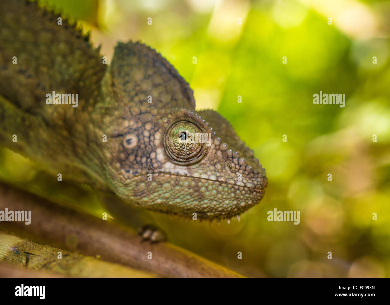 Colorful chameleon of Madagascar, very shallow focus Stock Photo