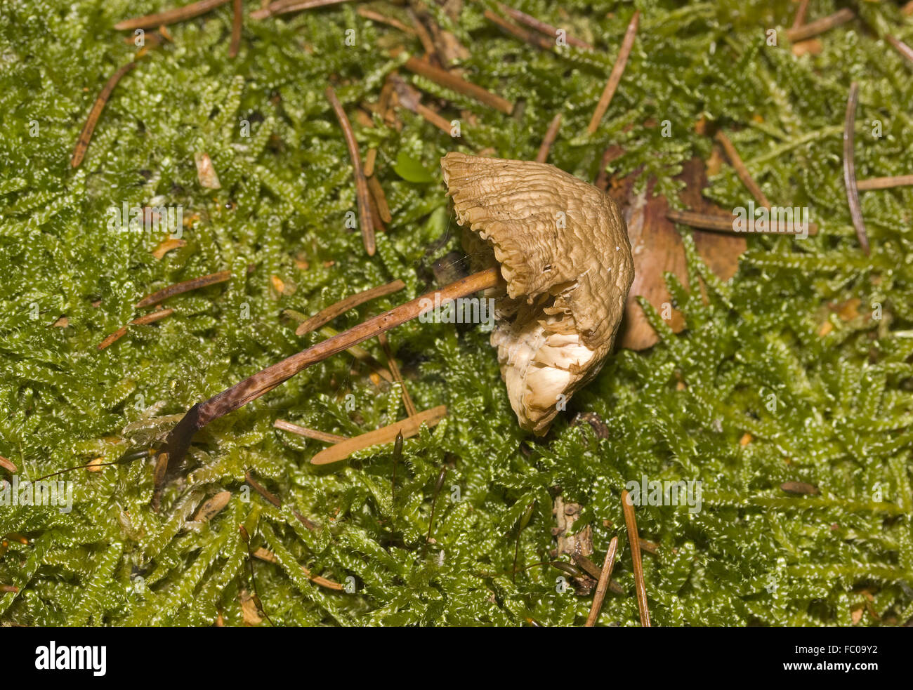 Mushroom in forest moss Stock Photo