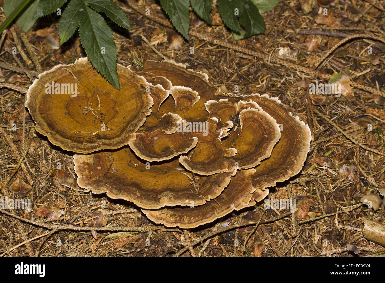 Mushrooms on the forest ground Stock Photo