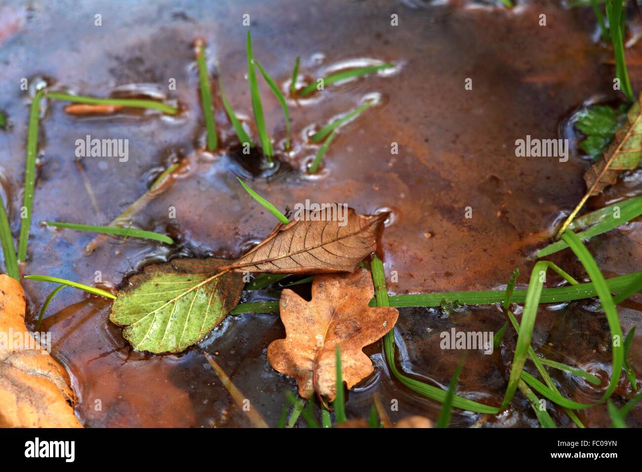 Old leaves hi-res stock photography and images - Alamy
