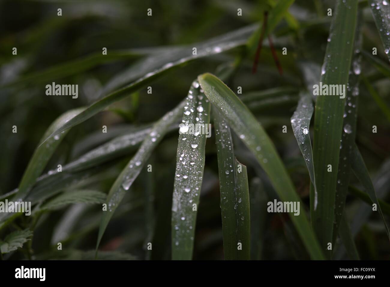 Water drops on grass Stock Photo