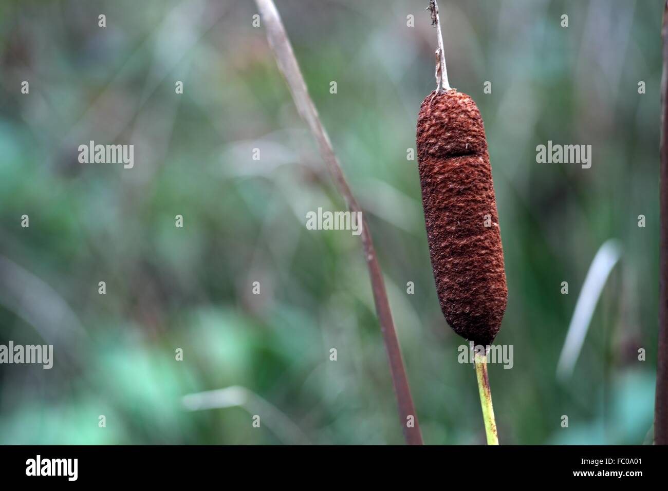 Old Cattail Stock Photo