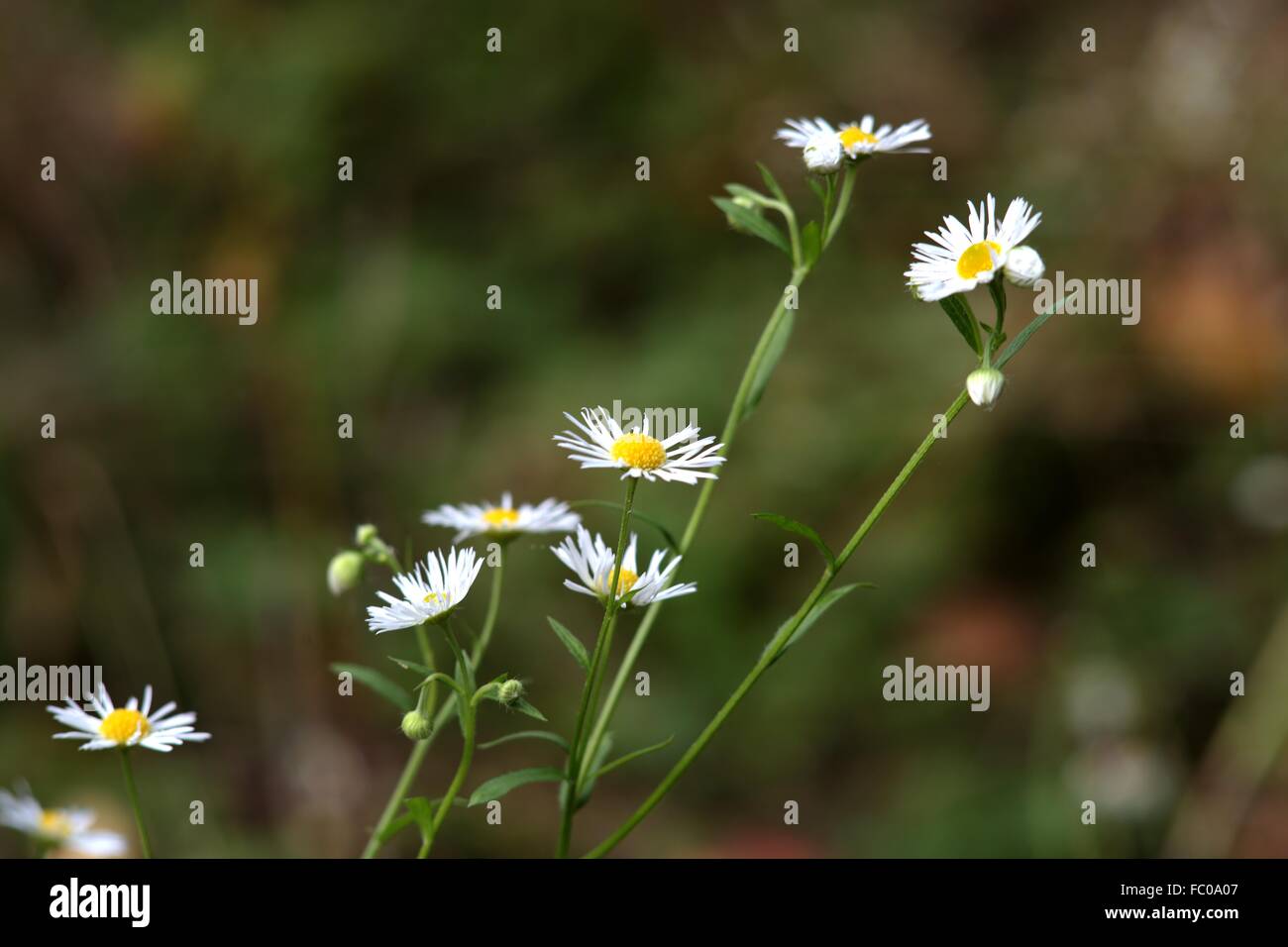 White Aster Flowers in Autumn Stock Photo