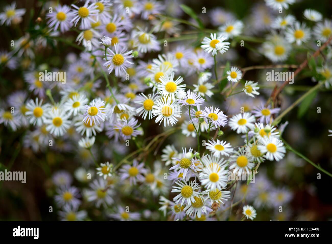 Aster  Flowers Stock Photo