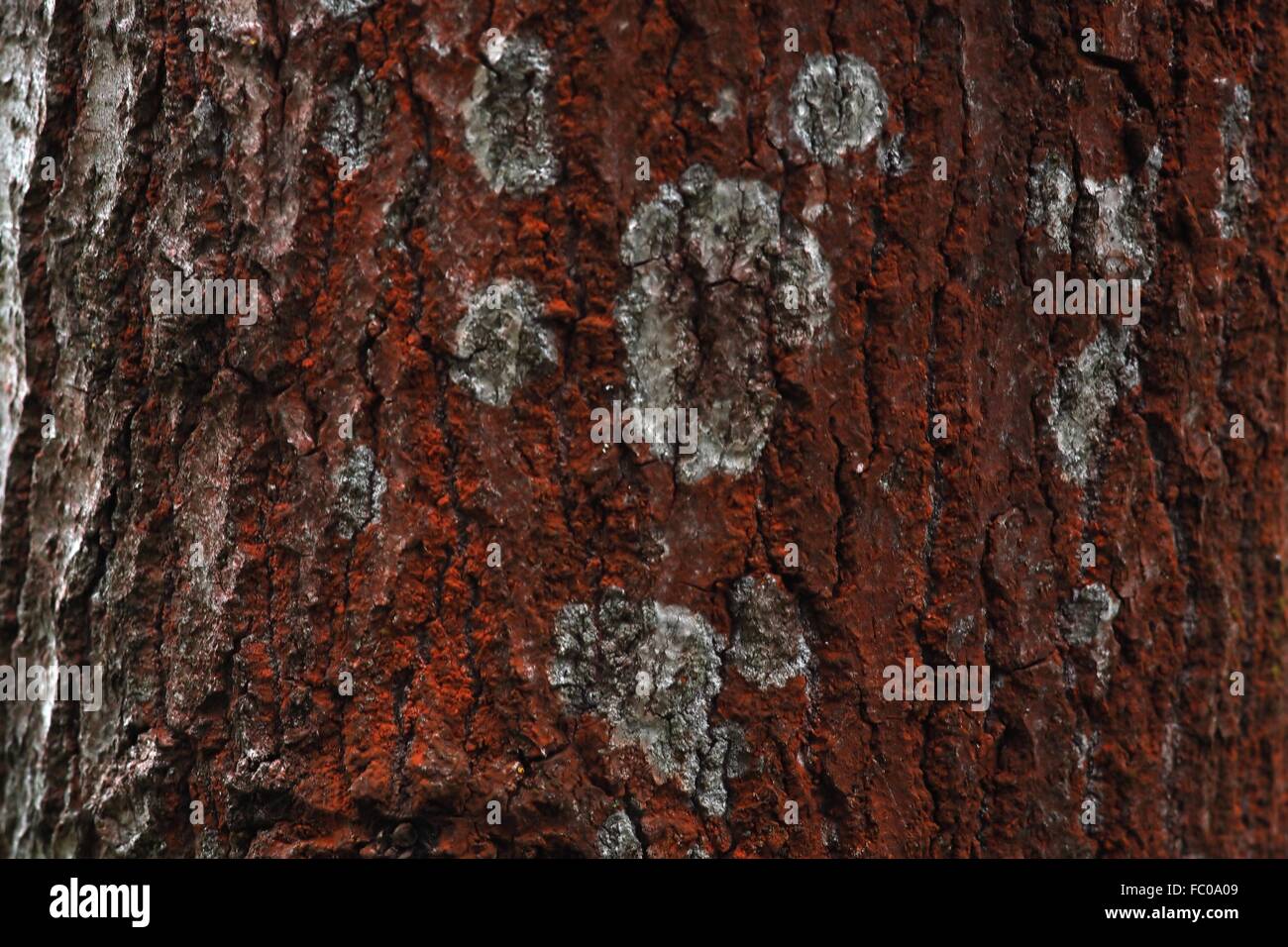 red and grey lichen on bork Stock Photo