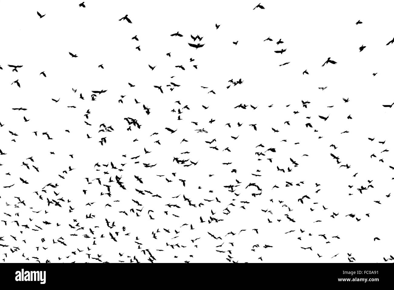 large flock of crows Stock Photo