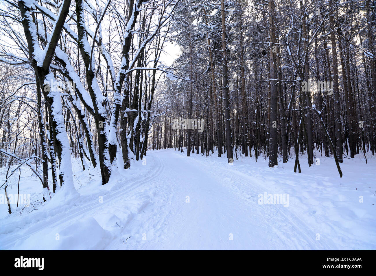 country road in forest at winter Stock Photo