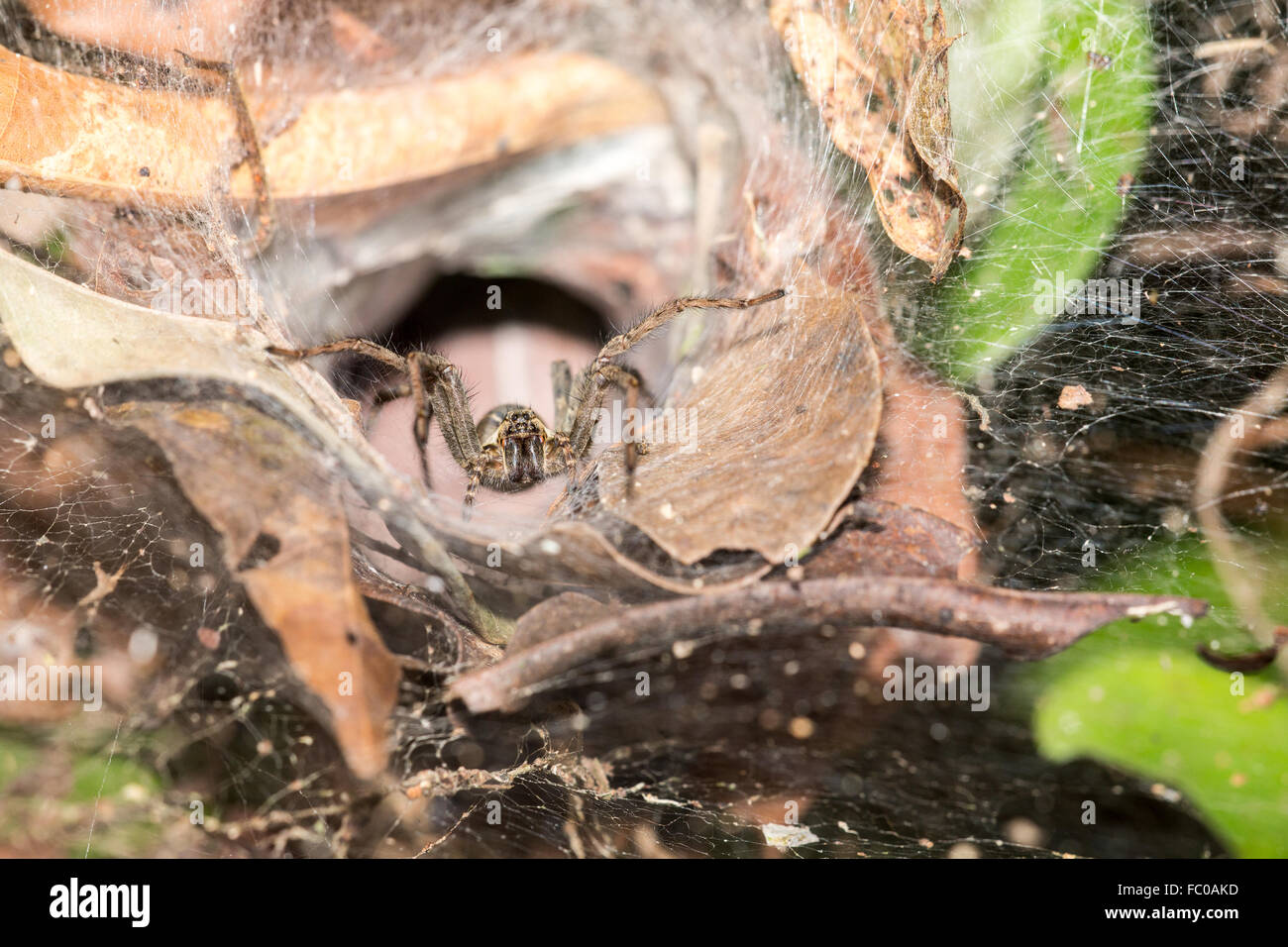 Funnel weaver Stock Photo