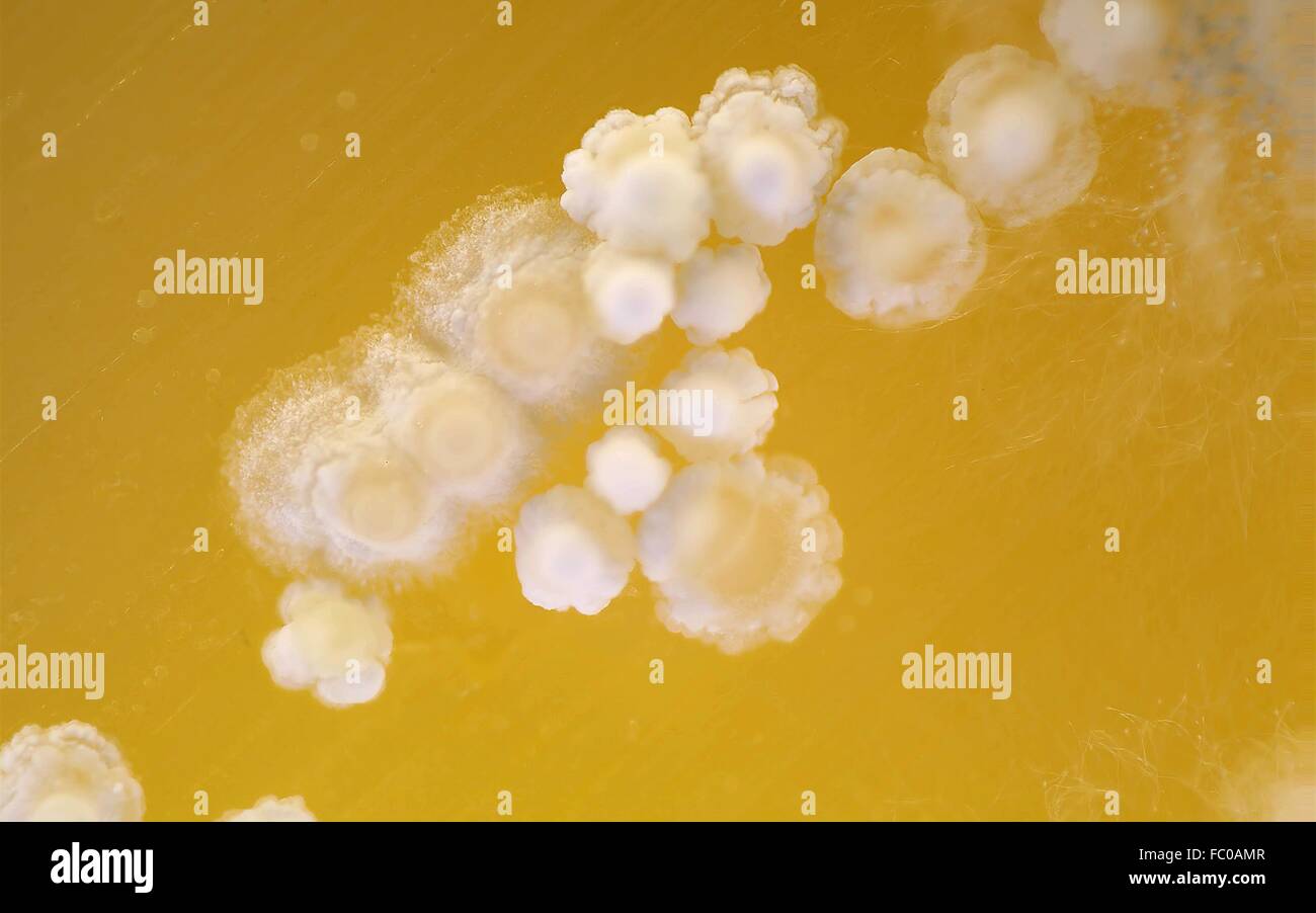Mold On Cheese Stock Photo Alamy