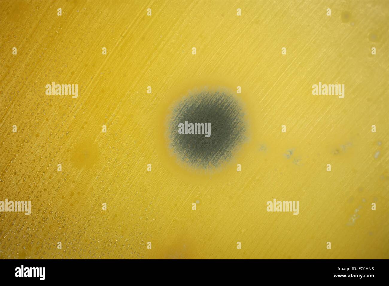 Mold Stock Photo