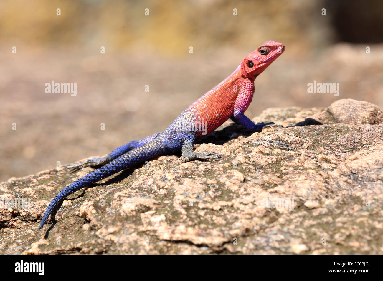 Red And Blue Gecko Stock Photo - Alamy