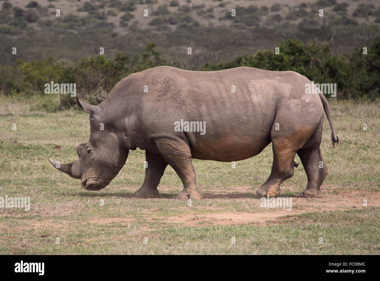 white rhino Stock Photo