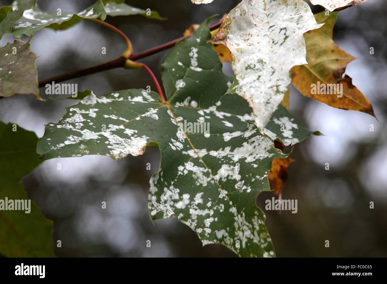 Mildew Stock Photo - Alamy
