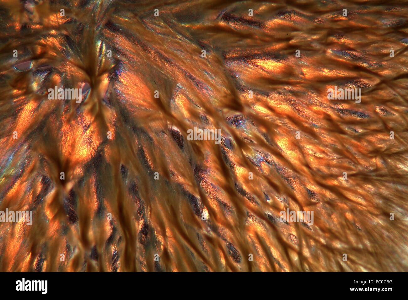 Aloin unter dem Mikroskop Stock Photo