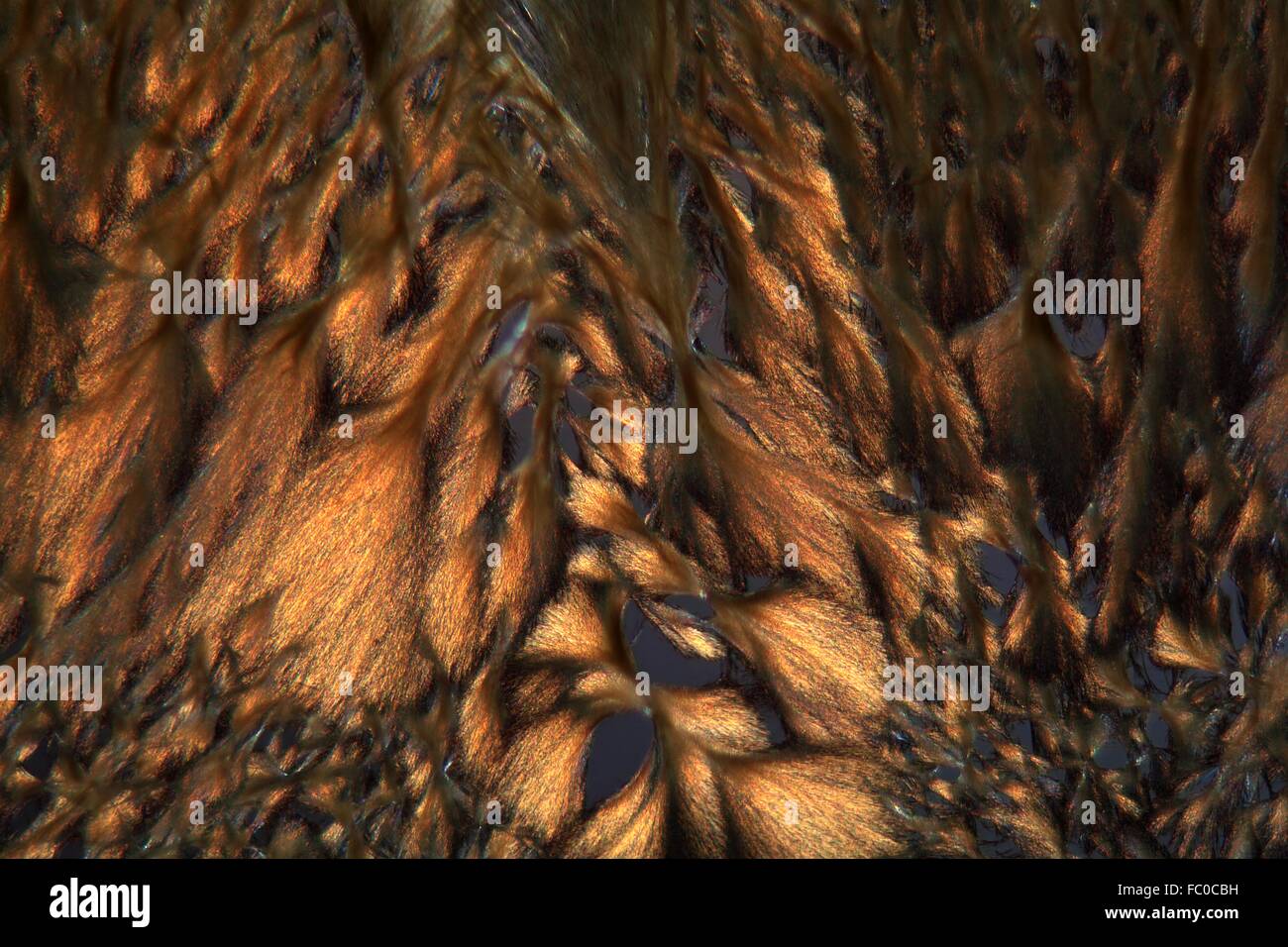Aloin unter dem Mikroskop Stock Photo