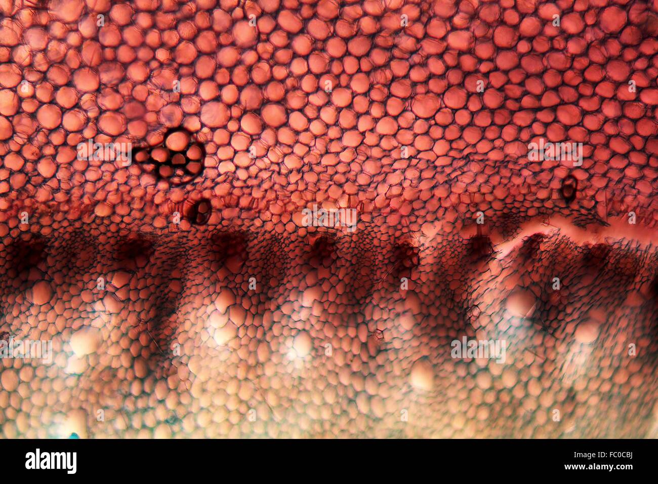 Wurzelzellen unter dem Mikroskop Stock Photo