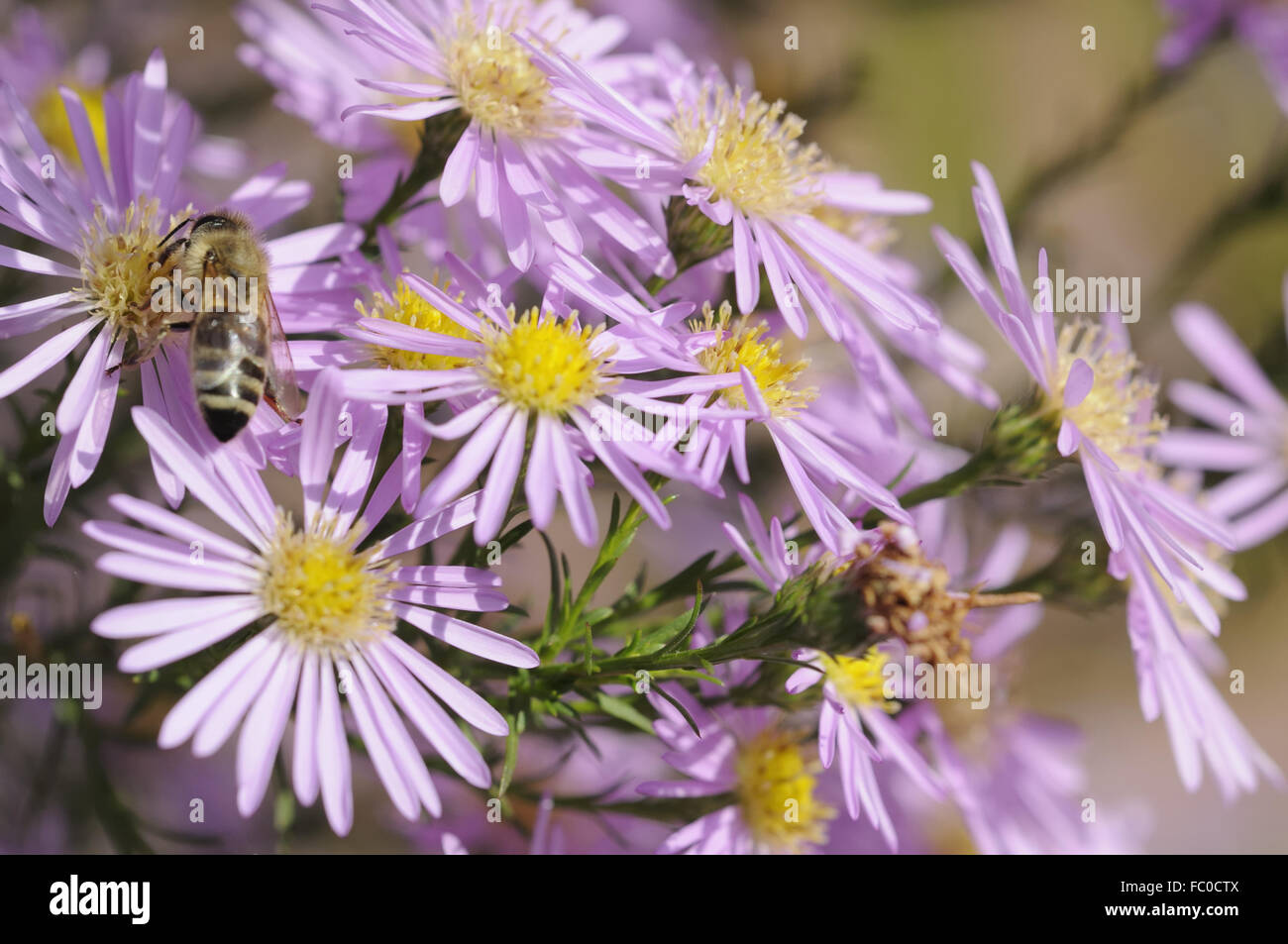 aster Stock Photo