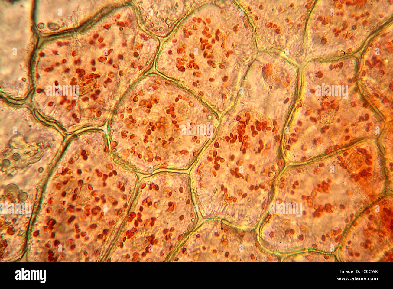Paprikazellen unter dem Mikroskop Stock Photo