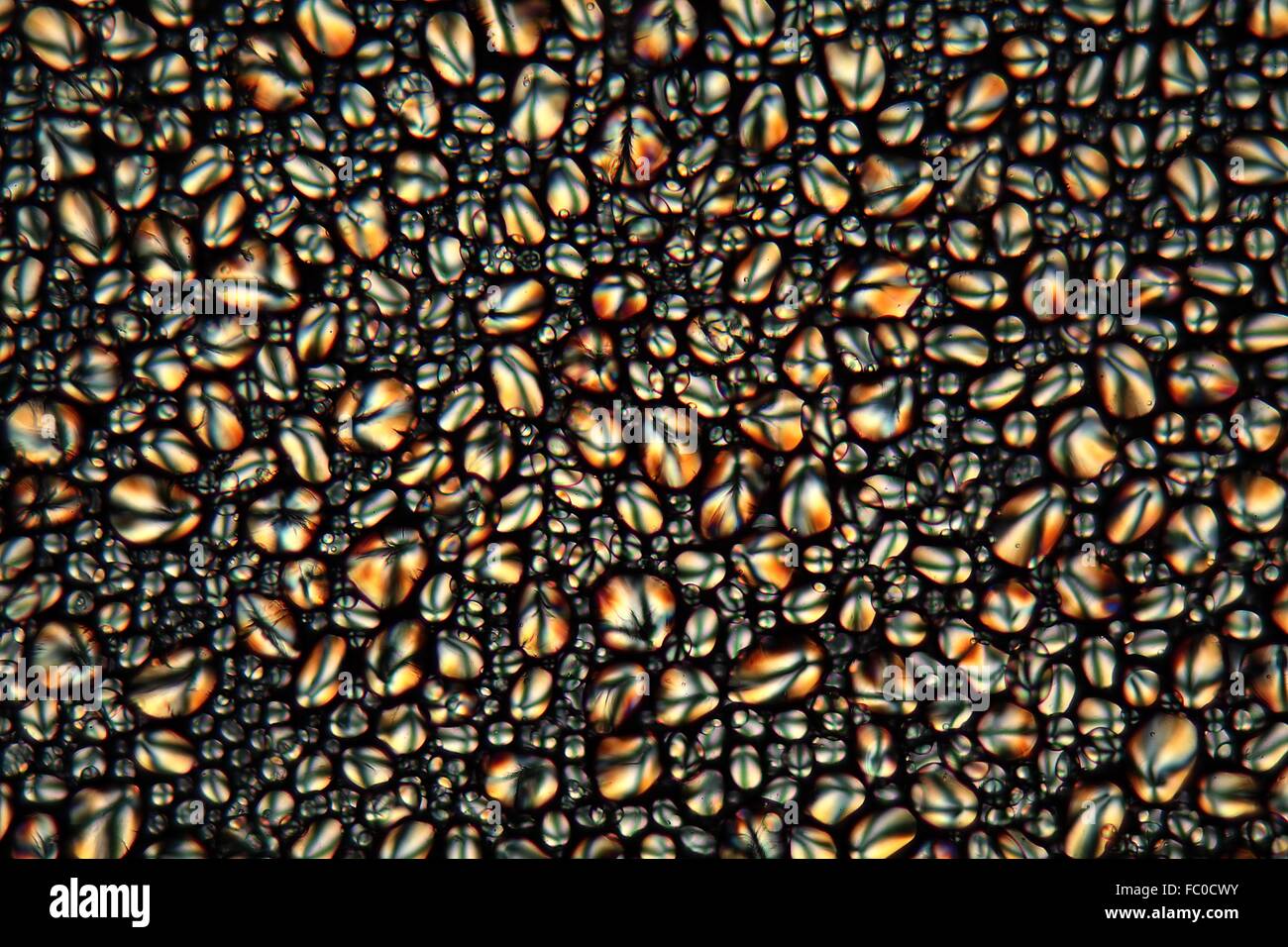Kartoffelst├ñrke unter dem Mikroskop Stock Photo