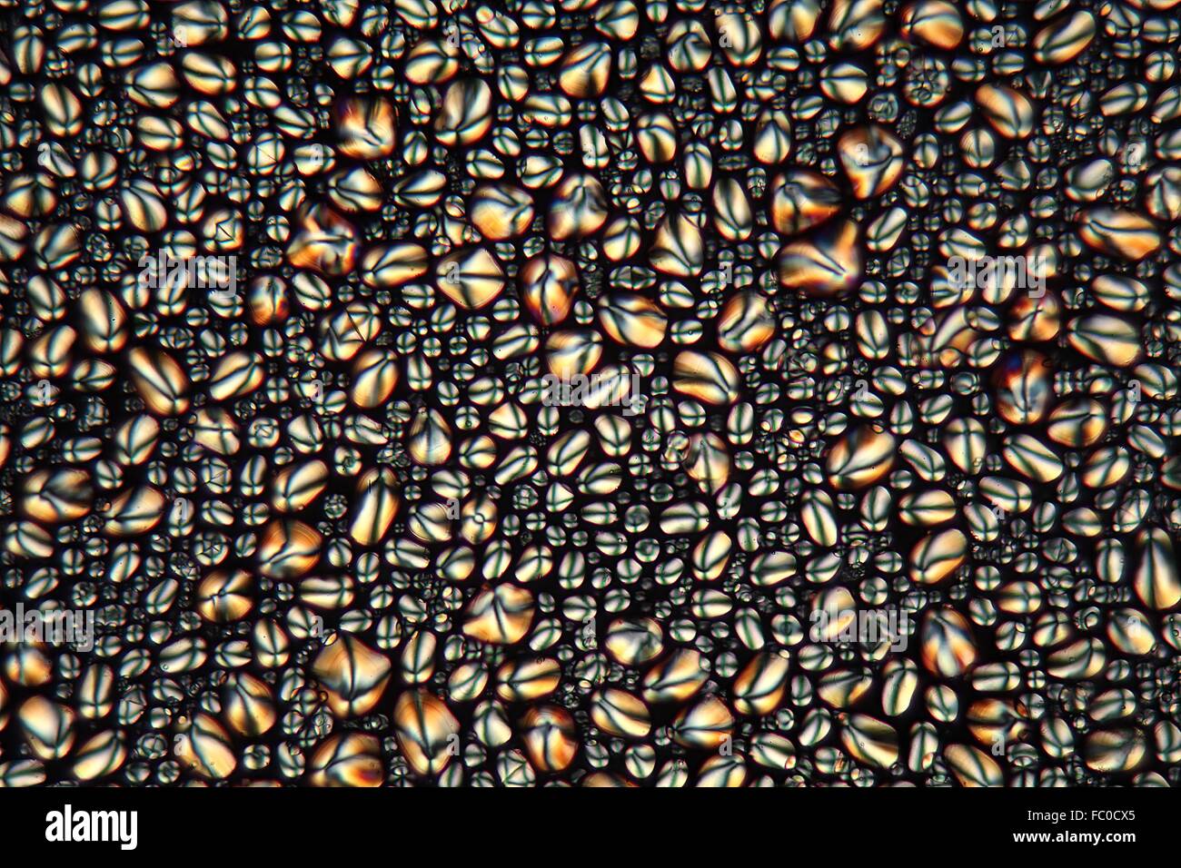 Kartoffelst├ñrke unter dem Mikroskop Stock Photo