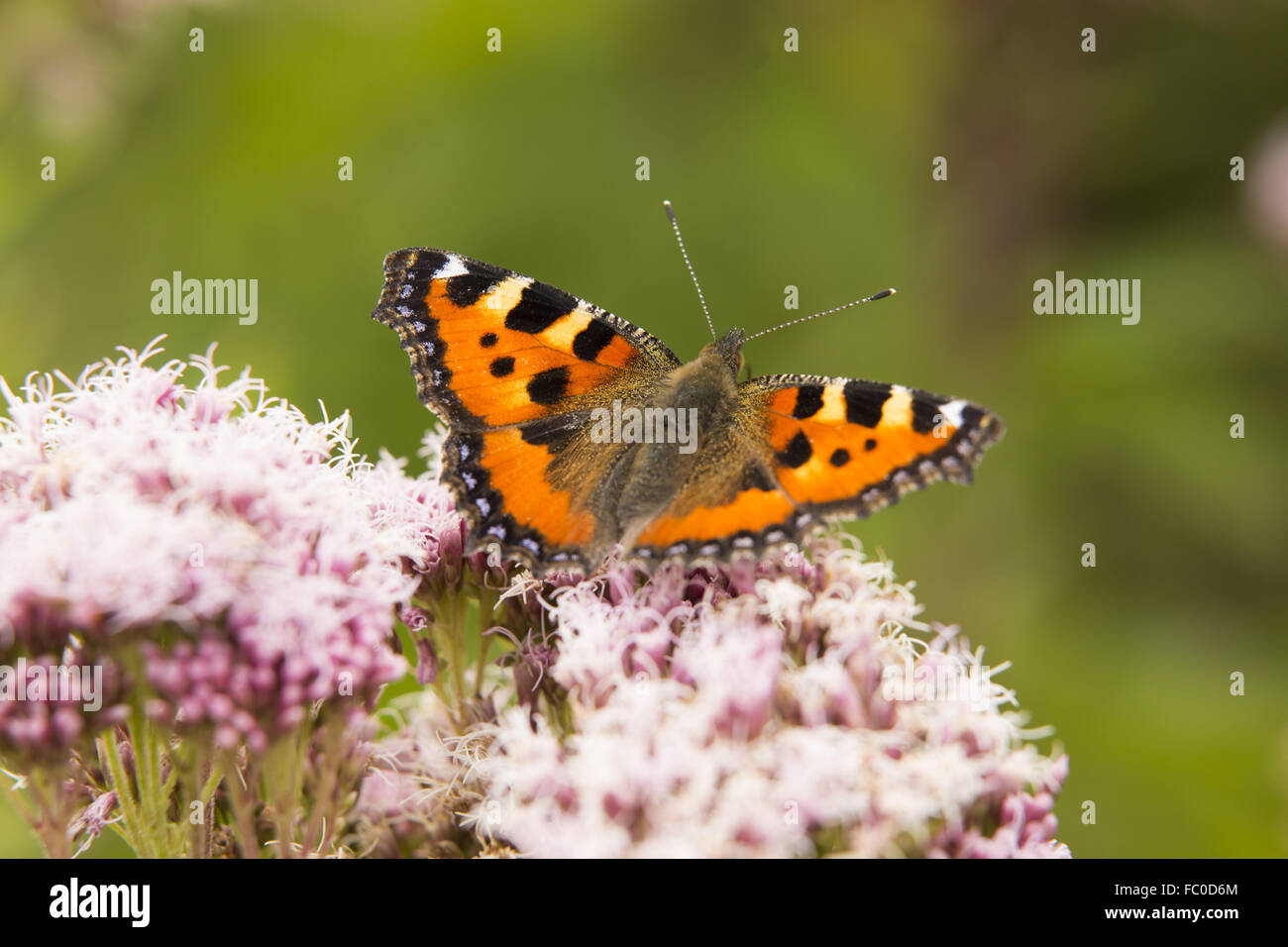 Butterfly (Aglais urticae, Nymphalis urticae) Stock Photo