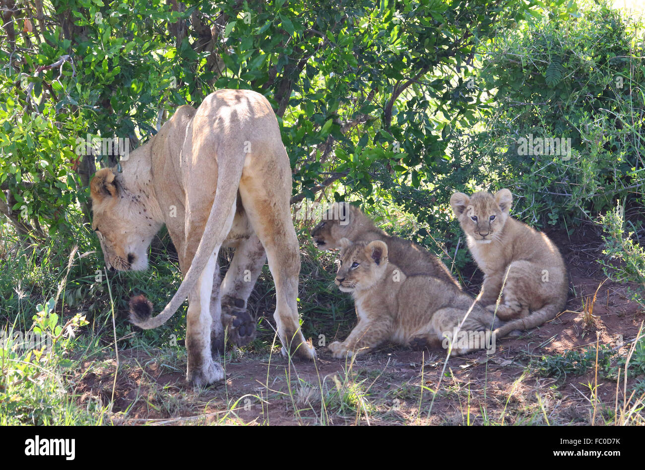 Lion mother with cubs Stock Photo Alamy