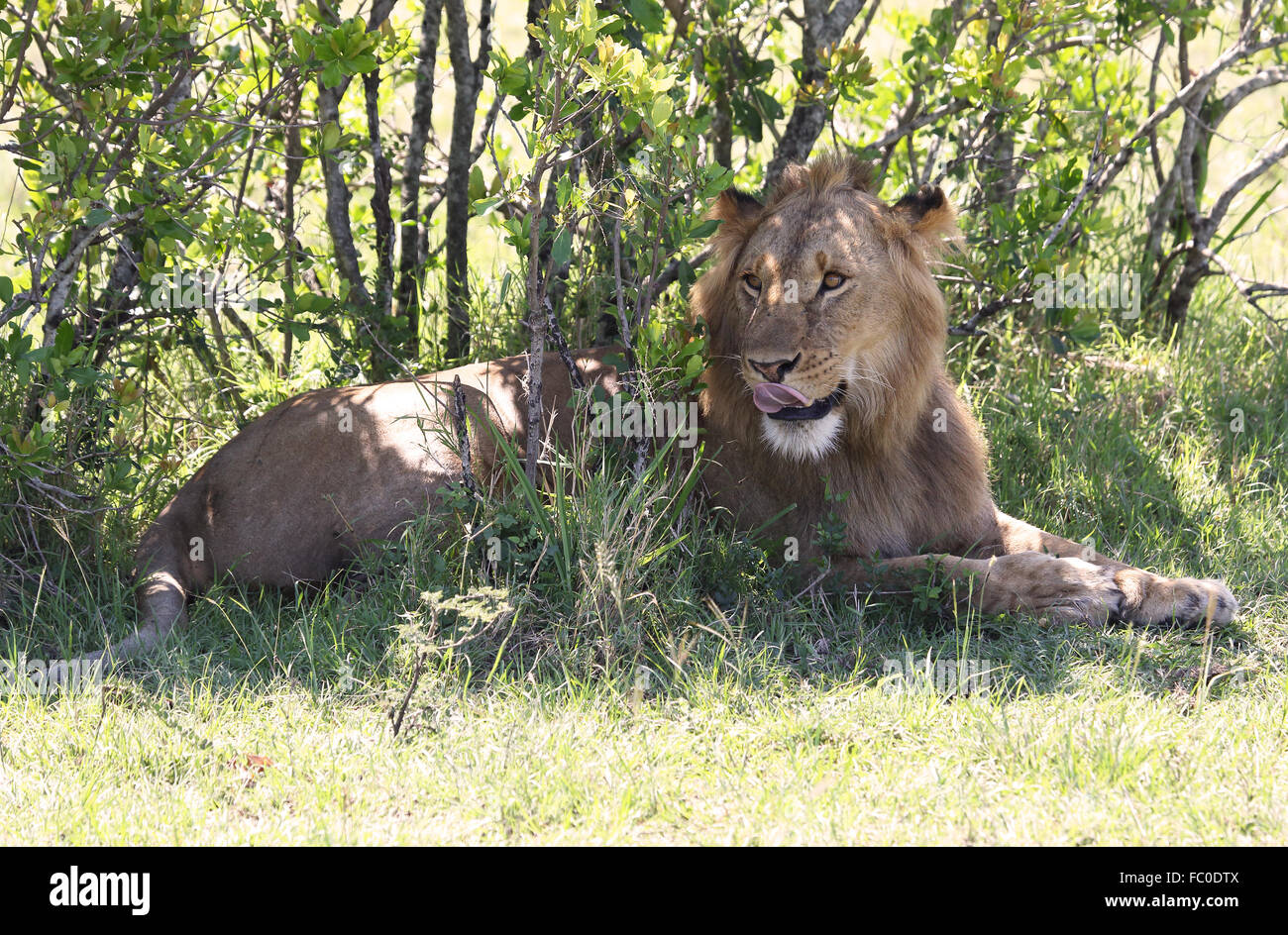 Hungry lion hires stock photography and images Alamy