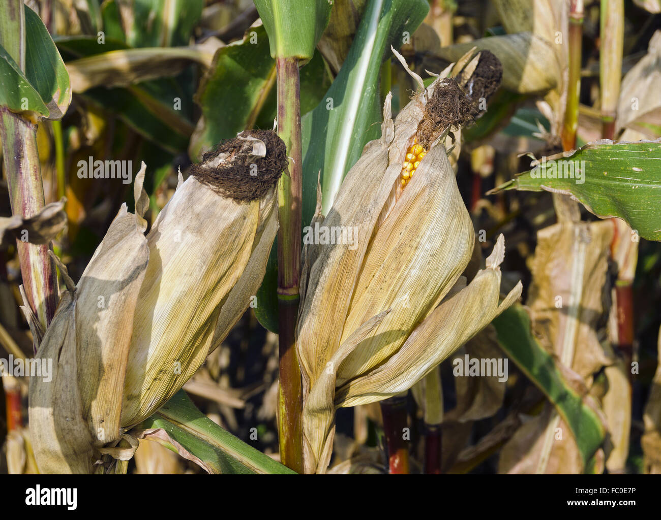 corn plants with cobs Stock Photo