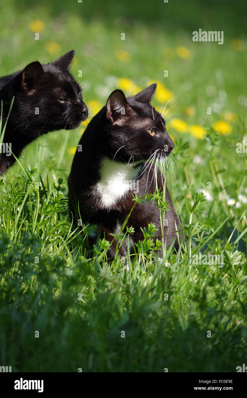 Cats on the grass Stock Photo - Alamy
