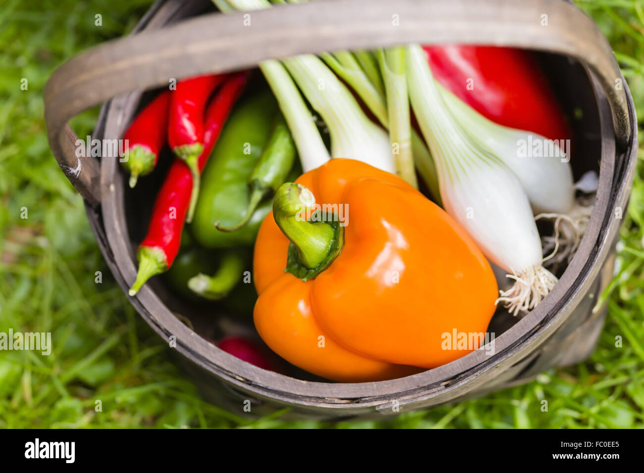 vegetable harvest Stock Photo