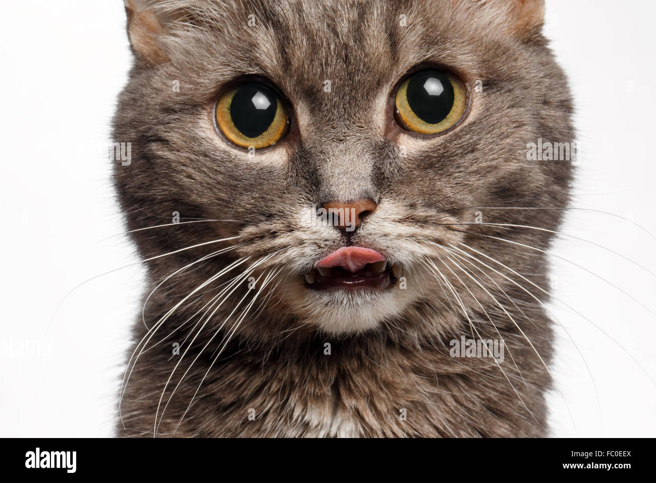 closeup of a gray cat with big round eyes licked Stock Photo
