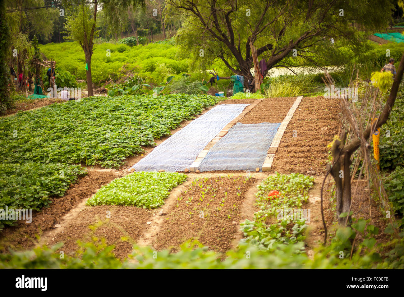 garden of china Stock Photo Alamy