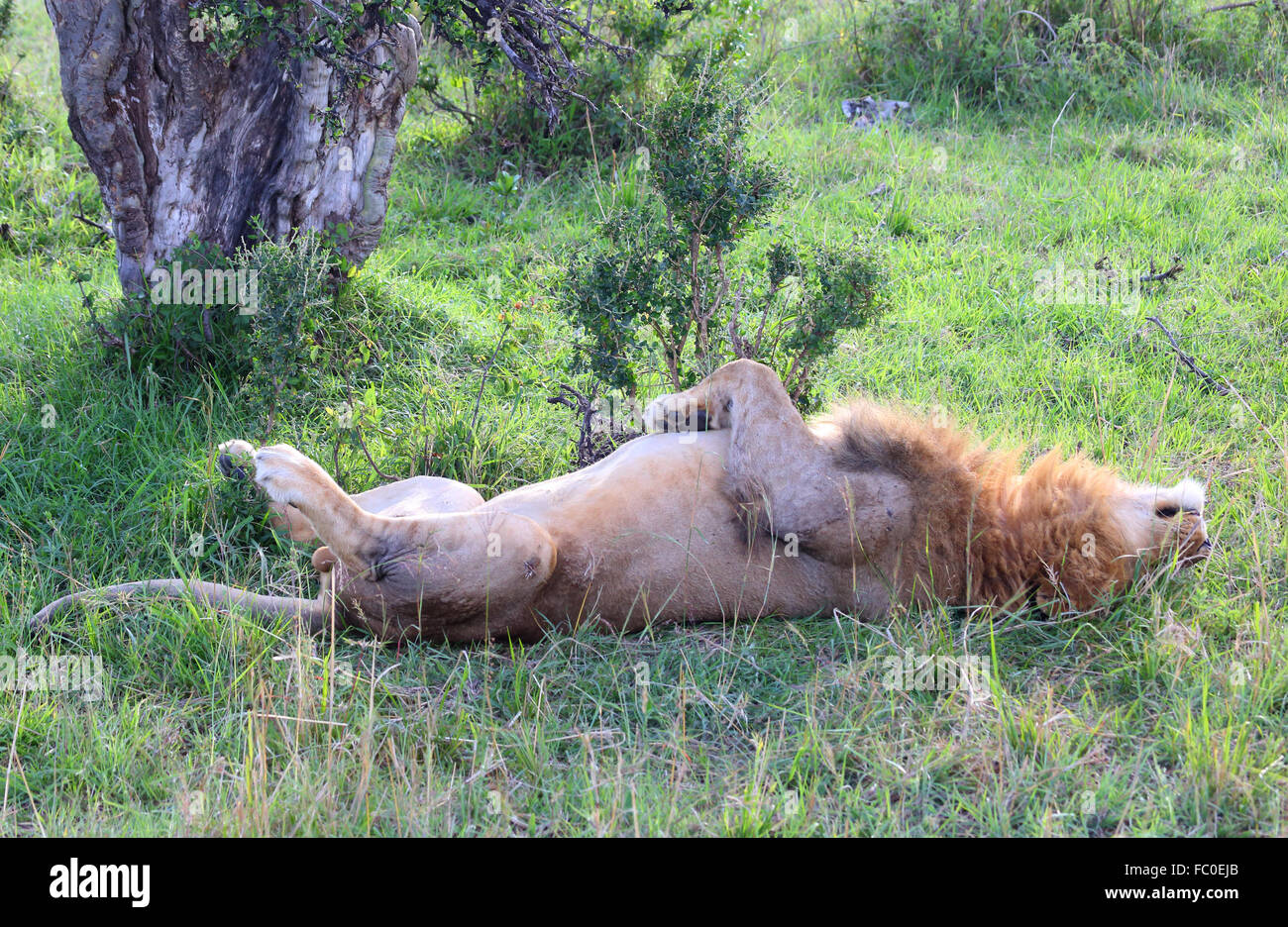 sleeping lion Stock Photo