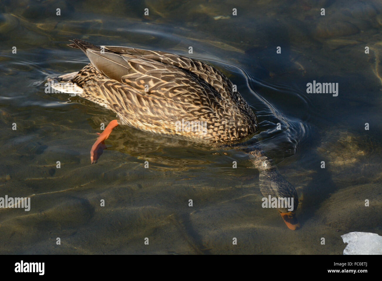 Mallard duck hen with head under water looking for worms on bottom of