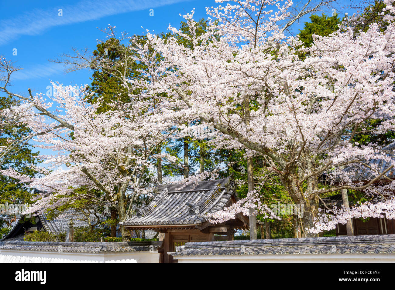 Kyoto, Japan spring foliage around Nanzenji Temple. Stock Photo