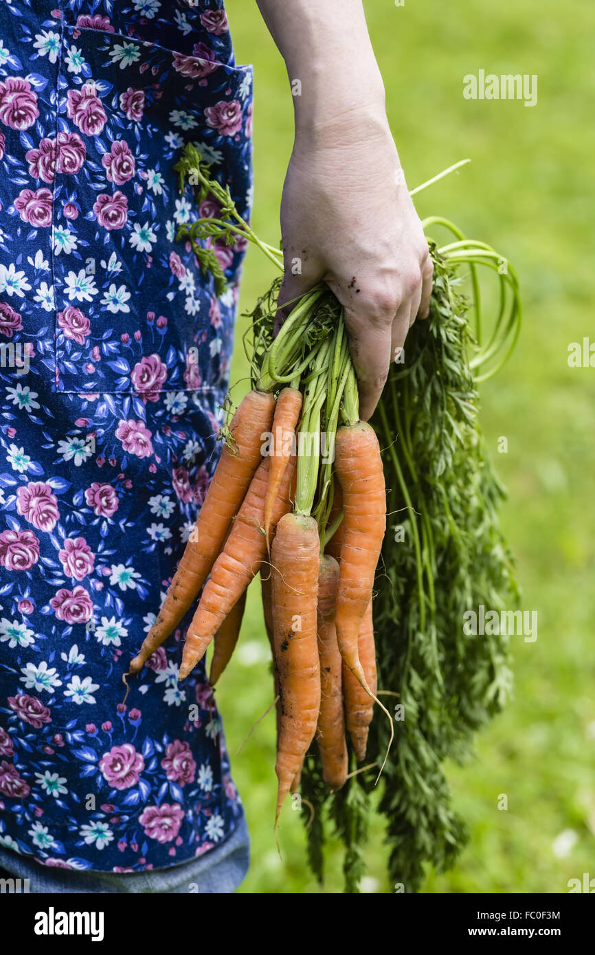 Womans hand with harvested carrots Stock Photo
