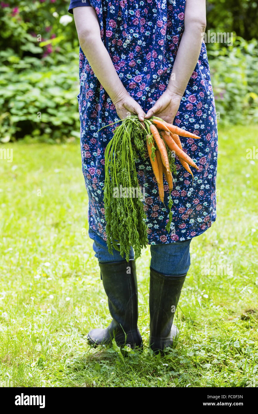 Woman harvesting carrots Stock Photo