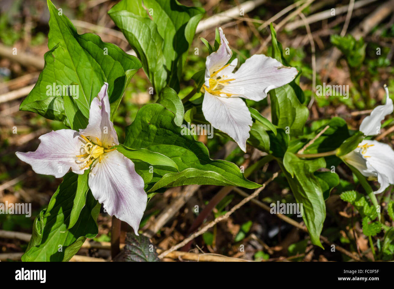 Western trillium, Trillium ovatum, blooimg in the wild.  Mt Hood National Forest, Oregon, USA Stock Photo