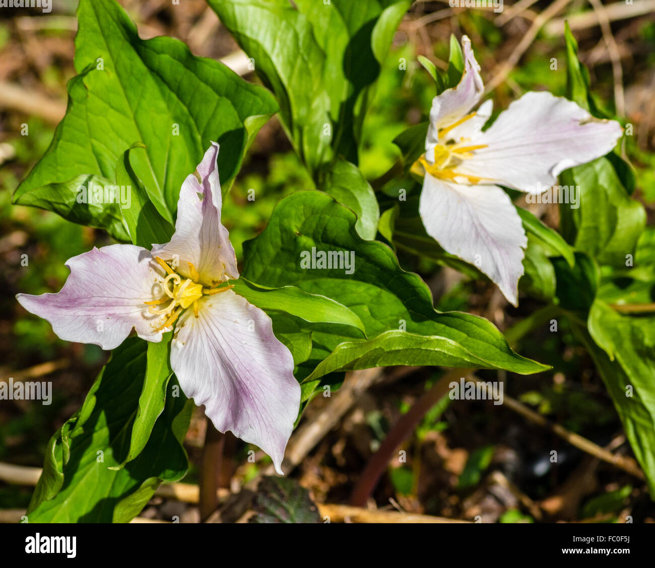 Western trillium, Trillium ovatum, blooimg in the wild.  Mt Hood National Forest, Oregon, USA Stock Photo