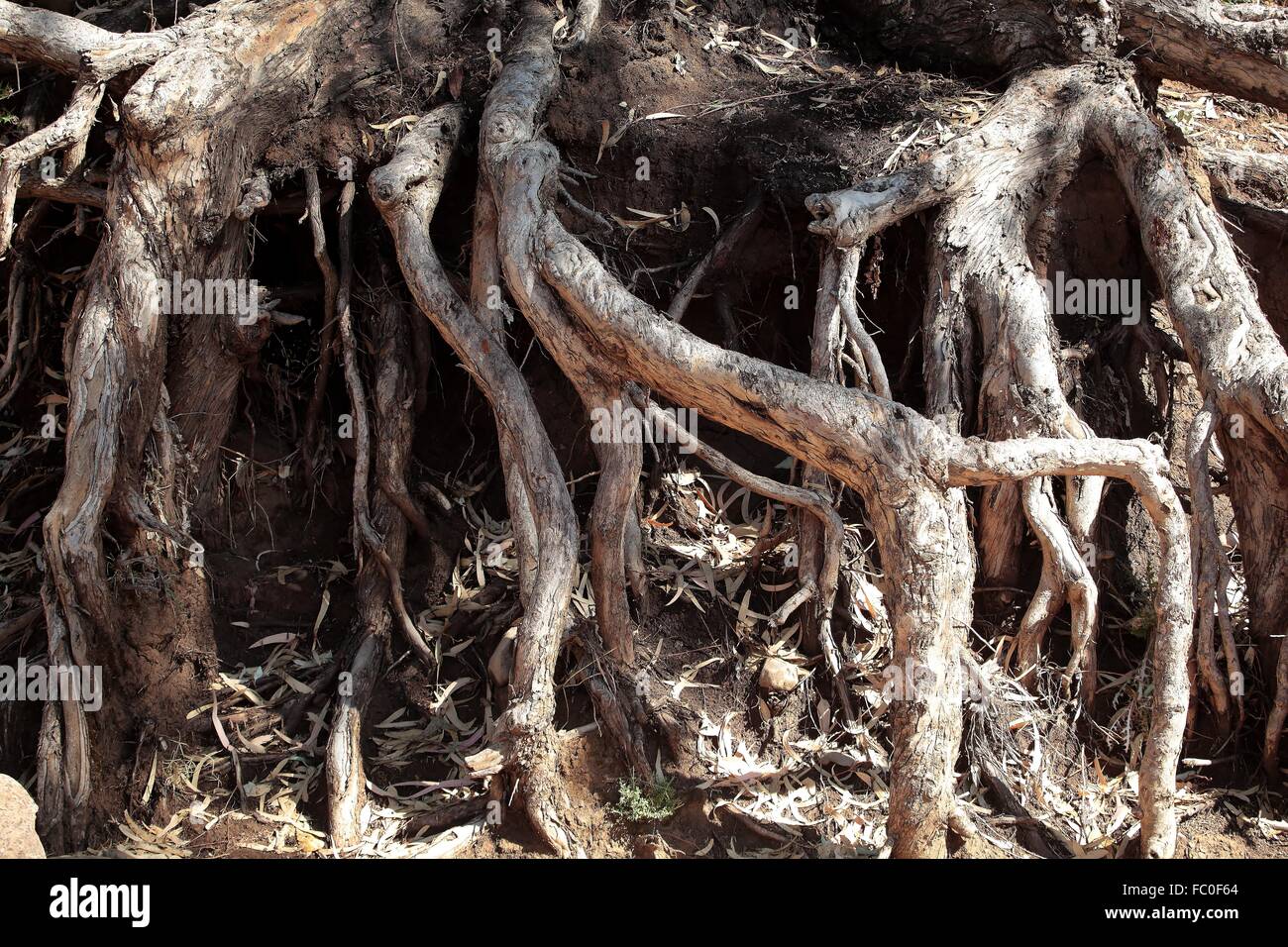 Wurzeln eines Eukalyptusbaumes Stock Photo