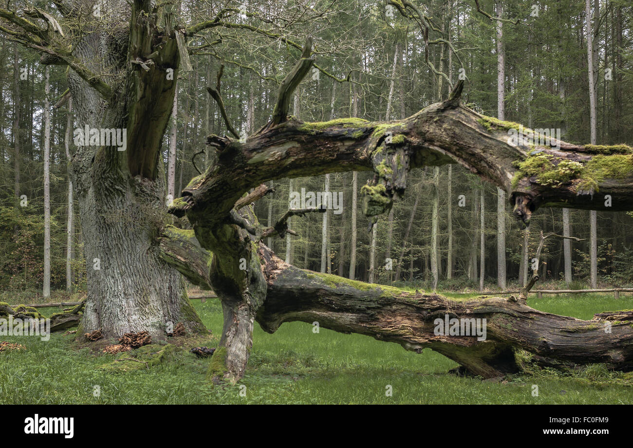 Ruegen - Old oak in Goor Stock Photo